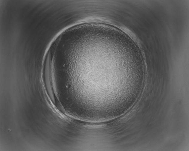 X0000083981296200702232034