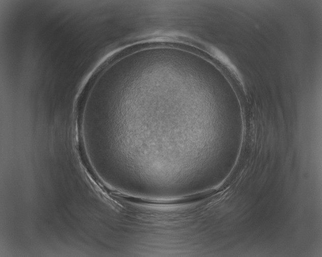 X0000083981368200702232033