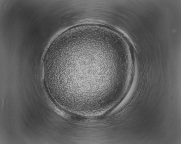 X0000083981371200702232033