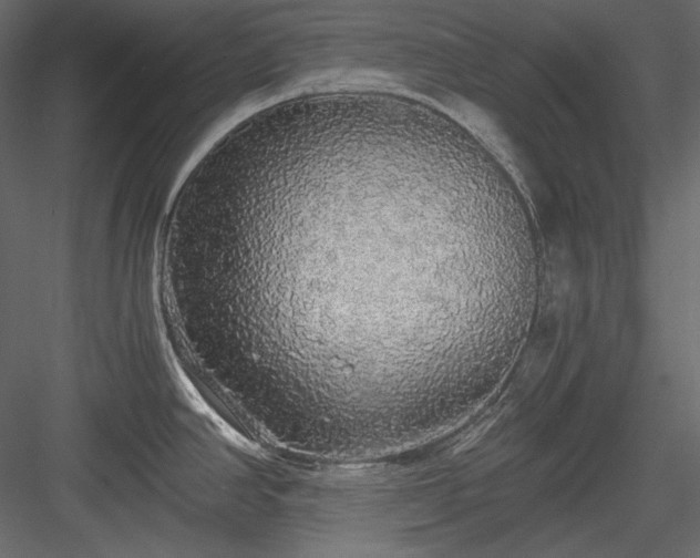 X0000083981390200702232033