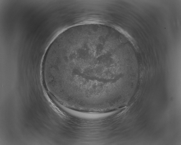 X0000083981423200702232032