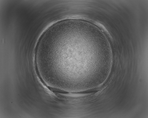 X0000083981424200702232032
