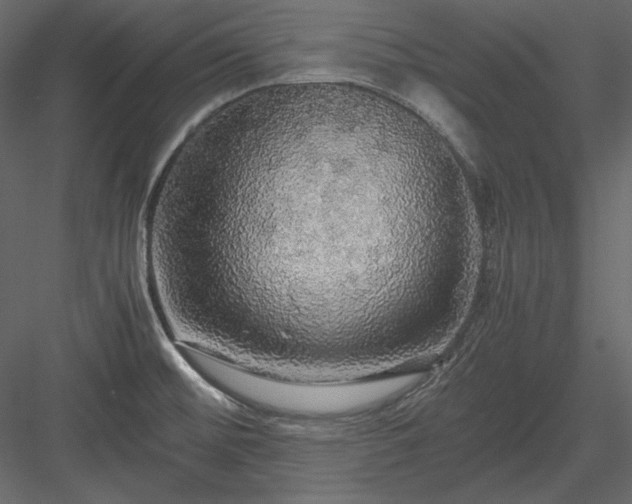X0000083981476200702232031