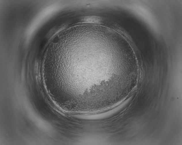 X0000083981487200702232031
