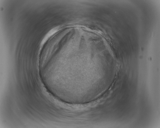 X0000083980006200703021925