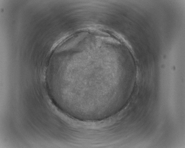 X0000083980010200703021925