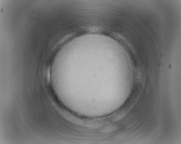 X0000083980028200703021924