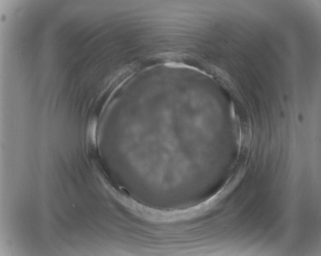 X0000083980047200703021924