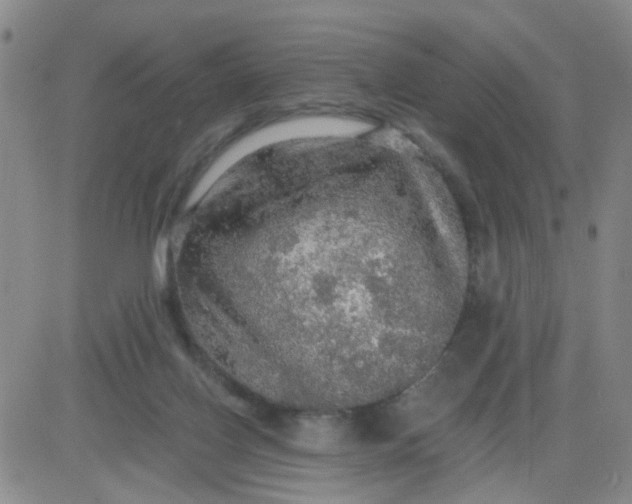 X0000083980070200703021923