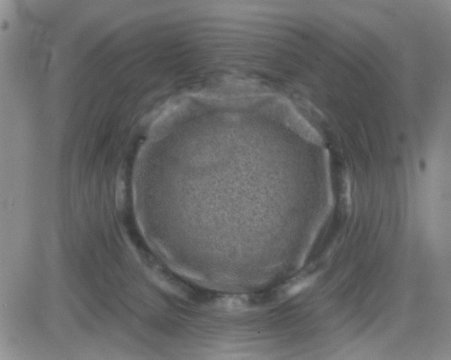 X0000083980080200703021924