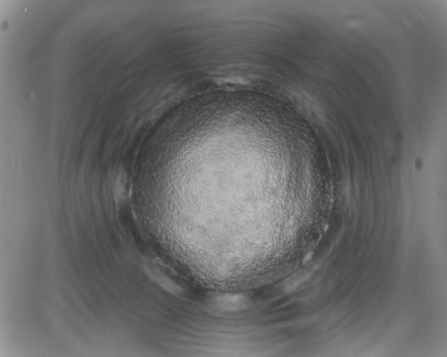 X0000083980081200703021924