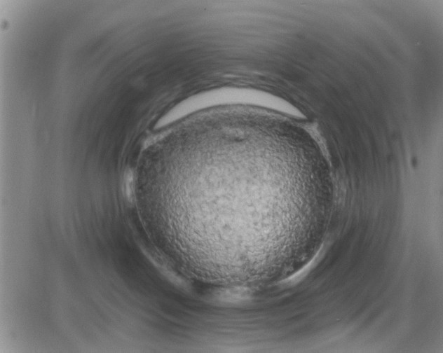 X0000083980094200703021924