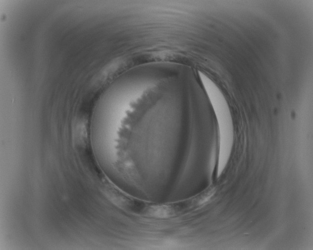 X0000083980127200703021923