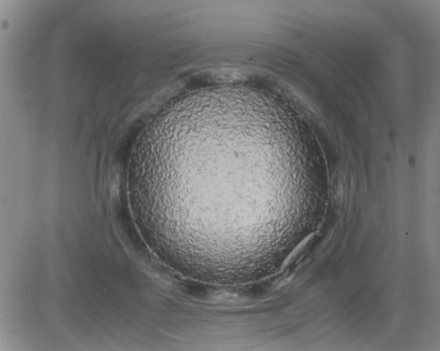 X0000083980315200703021919