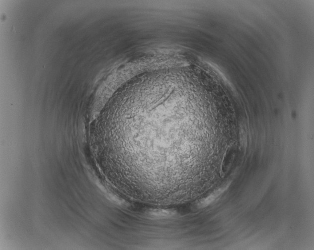 X0000083980453200703021917