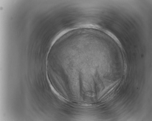 X0000083981439200703021900