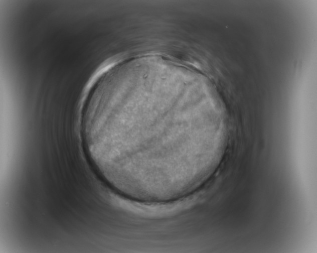 X0000083980006200703091834