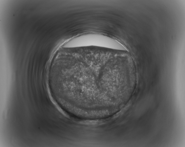 X0000083980049200703091832