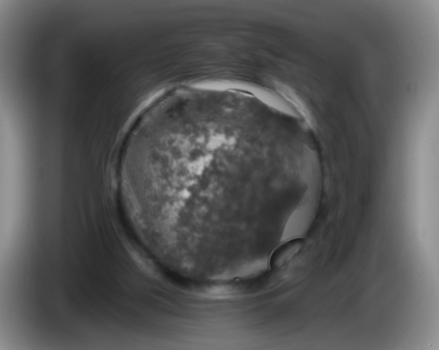 X0000083980059200703091833