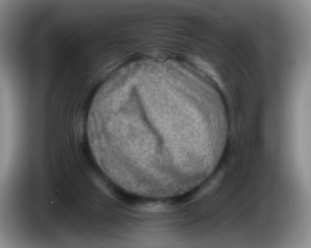 X0000083980065200703091833