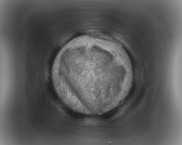 X0000083980259200703091830