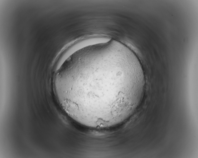 X0000083980346200703091829