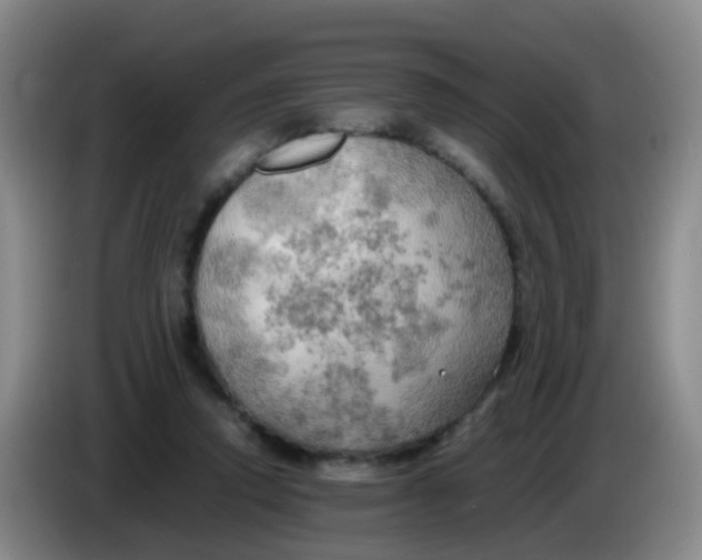 X0000083980354200703091829