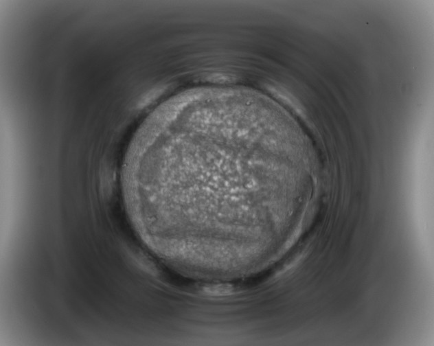 X0000083980355200703091829