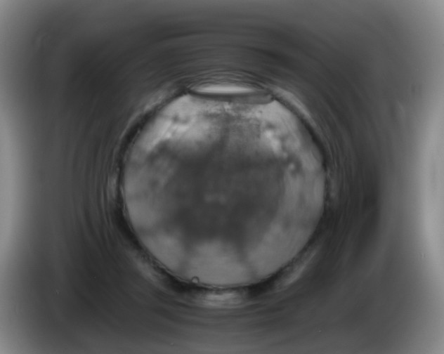 X0000083980357200703091829