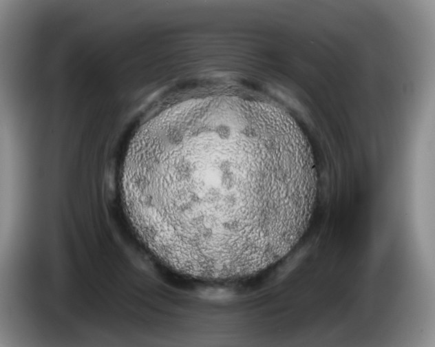 X0000083980358200703091829