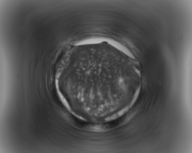 X0000083980365200703091829