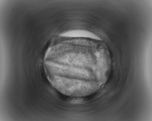 X0000083980369200703091829