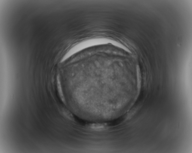 X0000083980373200703091829