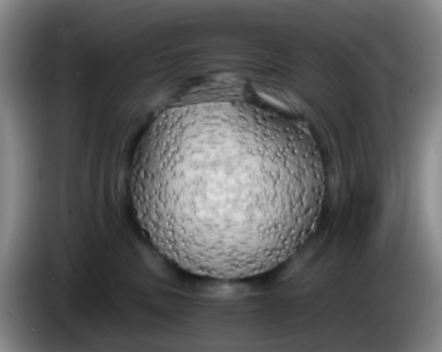 X0000083980379200703091829