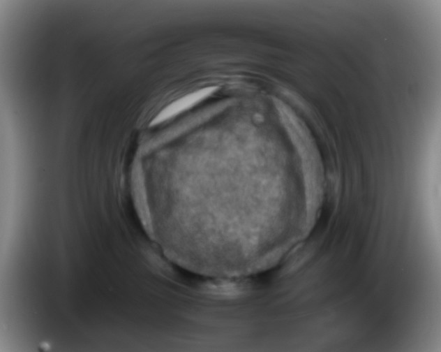 X0000083980381200703091829