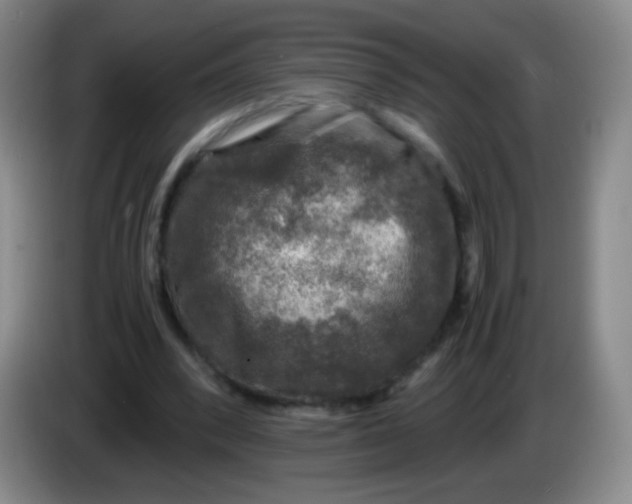 X0000083980392200703091828