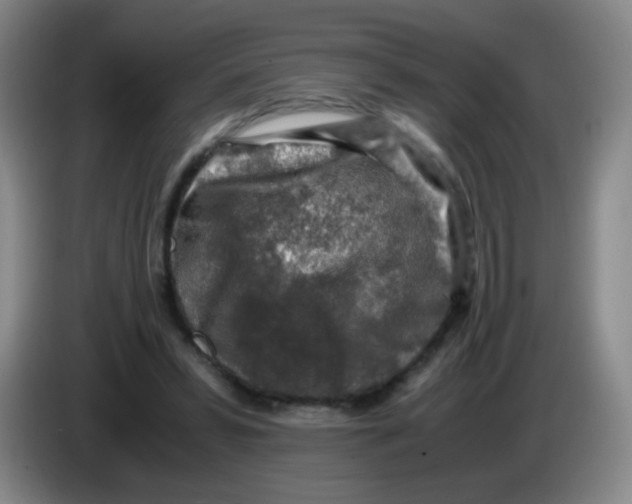 X0000083980399200703091828