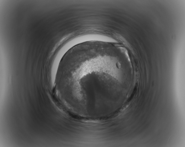 X0000083980444200703091827