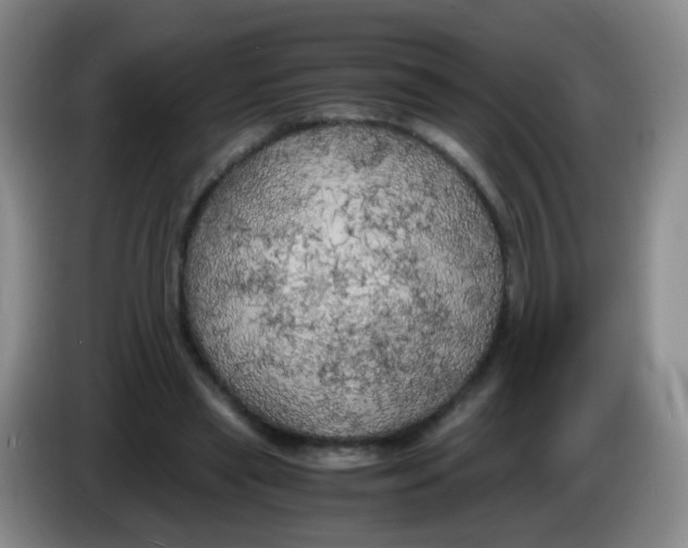 X0000083980445200703091827