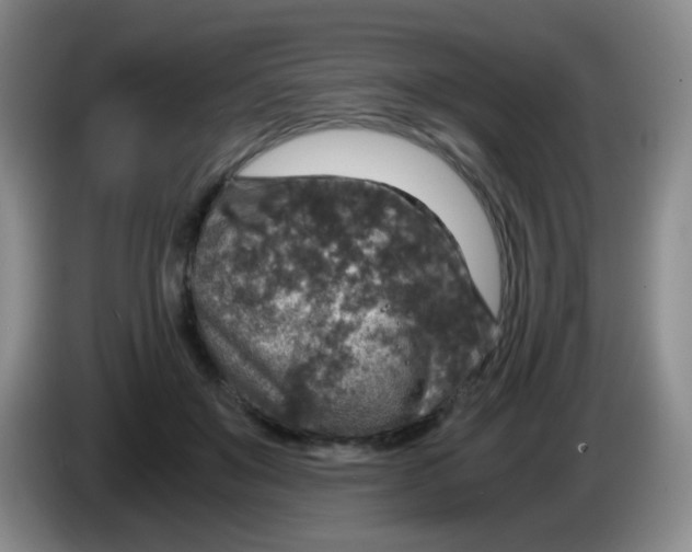 X0000083980503200703091827