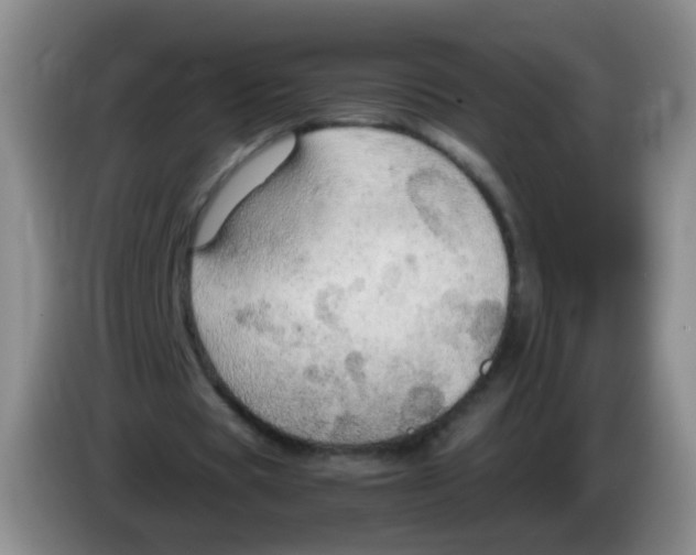 X0000083980529200703091826