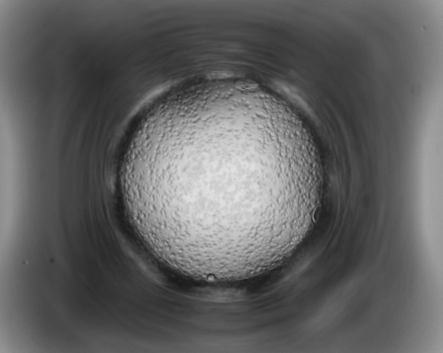 X0000083980539200703091826