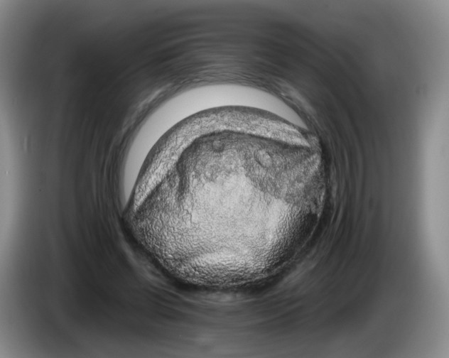 X0000083980542200703091826