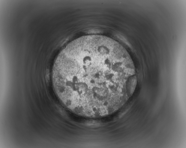 X0000083980549200703091826