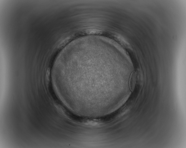 X0000083980550200703091826