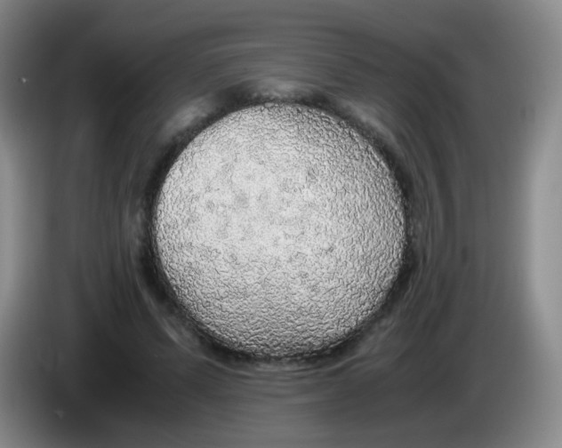 X0000083980591200703091826