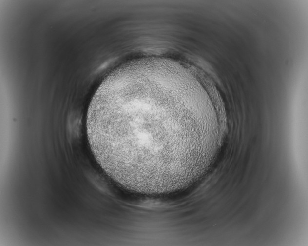 X0000083980596200703091826