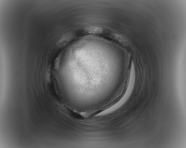 X0000083980604200703091825