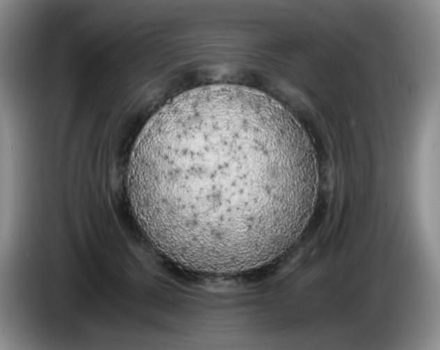 X0000083980607200703091825