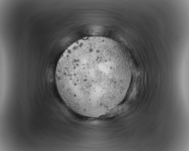 X0000083980620200703091825